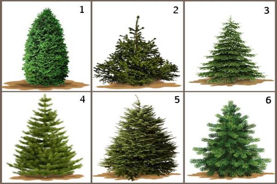 Te melyik fát választanád karácsonyra? 