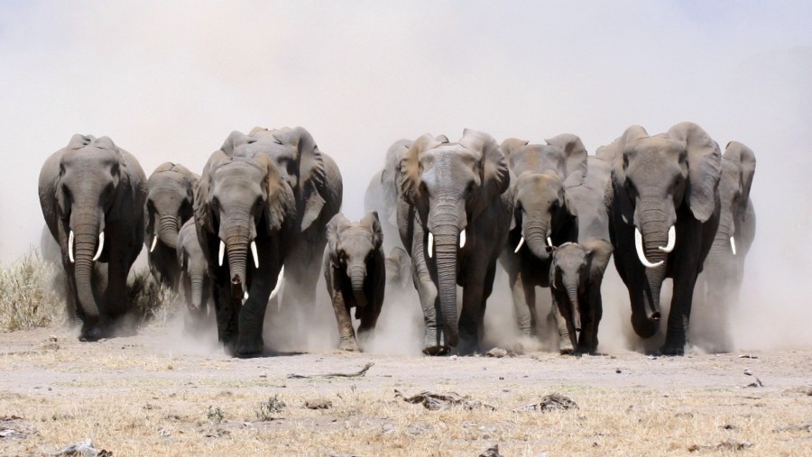 Meddig halljuk még az elefántdübörgést?