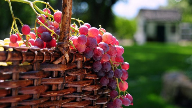 Egészségünk és a szőlőgyümölcs