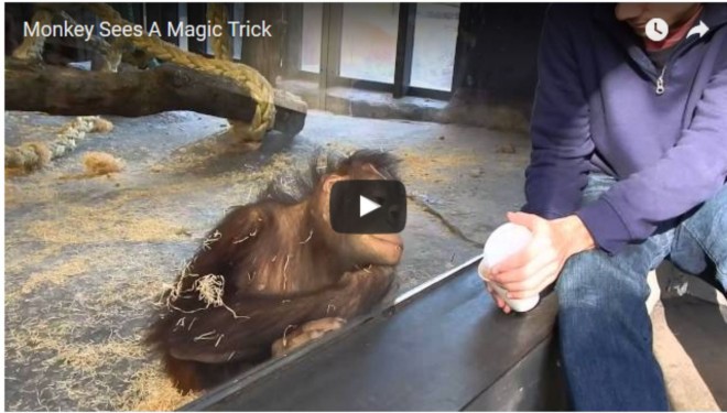 Röhögőgörcsöt kapott az orángután, amikor meglátta ezt a bűvésztrükkot! – VIDEÓ