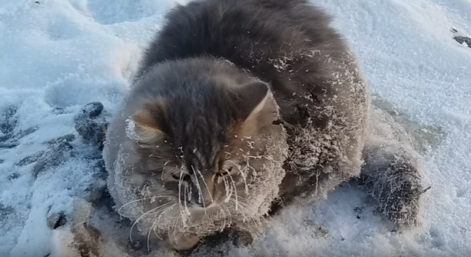 A cica mozdulatlanul állt a fagyos utcán! (VIDEÓ)